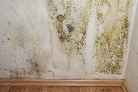 Mold removal boston ma