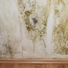 Mold Removal